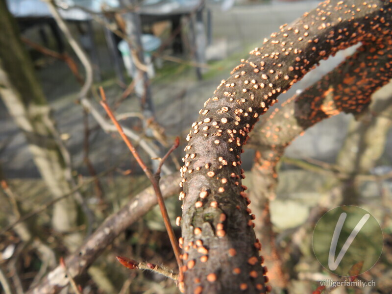 Zinnoberroter Pustelpilz: 