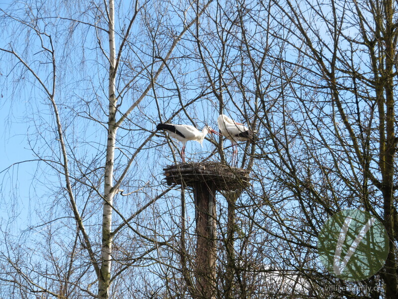 Weissstorch: 