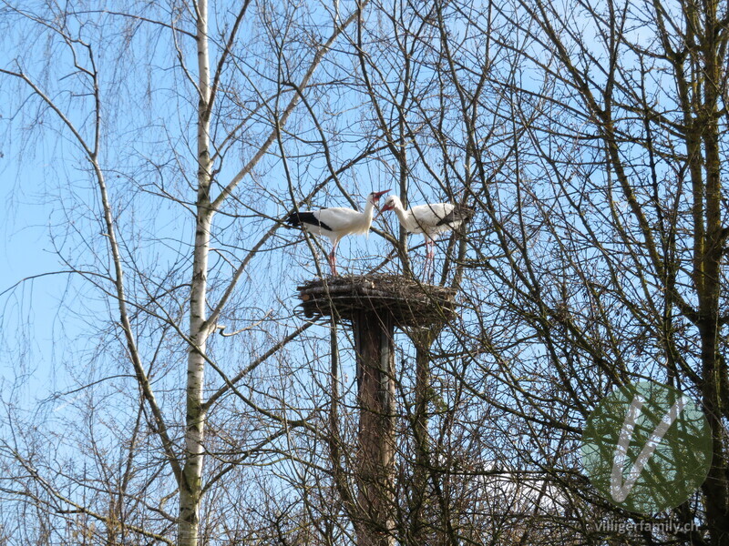 Weissstorch: 