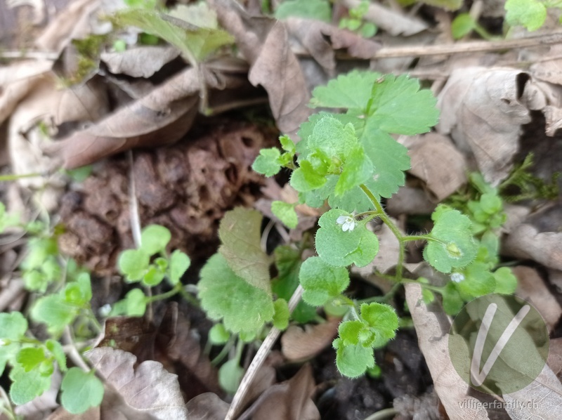 Efeu-Ehrenpreis: Blätter, Blüten