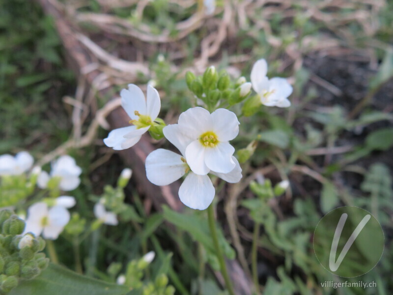 Kaukasische Alpen-Gänsekresse: Blüten