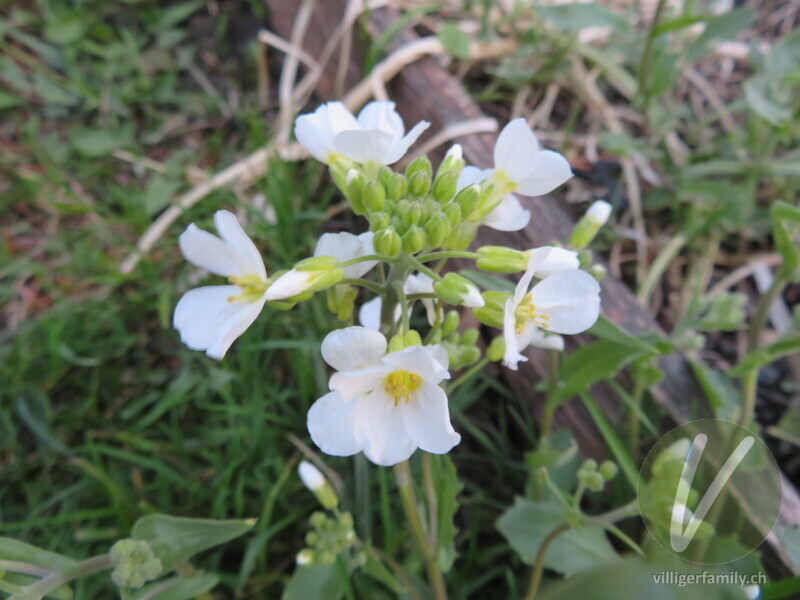 Kaukasische Alpen-Gänsekresse: Blüten