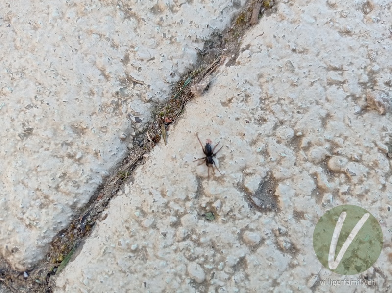 Gewöhnliche Stiefelspinne: 