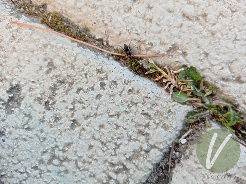 Gewöhnliche Stiefelspinne: 