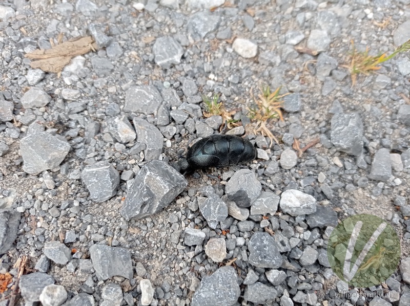 Schwarzblauer Ölkäfer: 