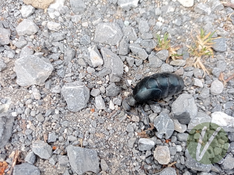 Schwarzblauer Ölkäfer: 