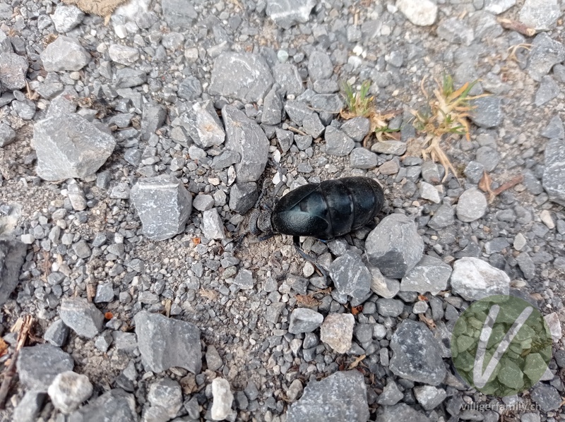Schwarzblauer Ölkäfer: 