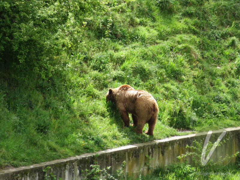 Braunbär: 