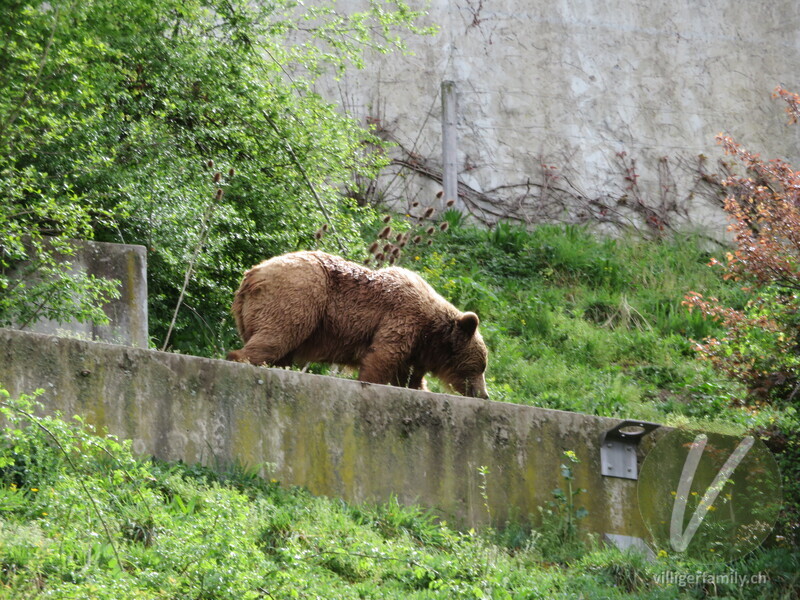 Braunbär: 
