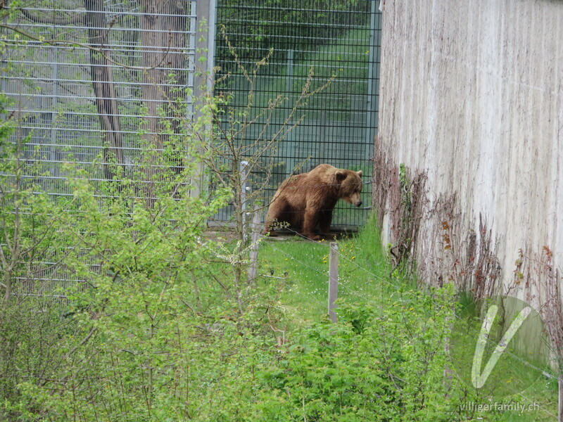 Braunbär: 