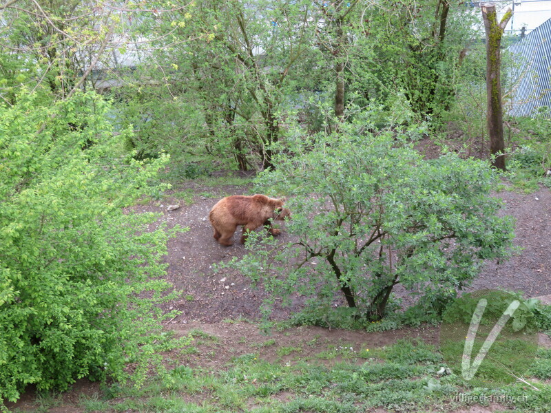 Braunbär: 