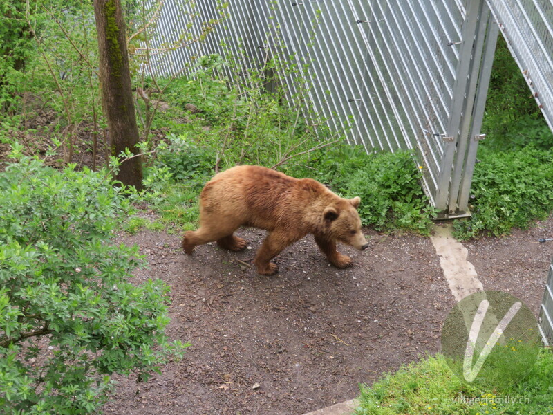 Braunbär: 