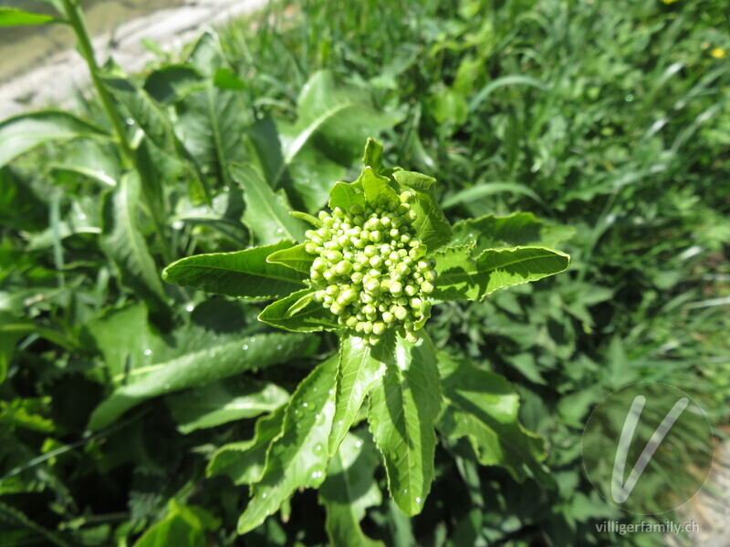 Meerrettich: Blüten