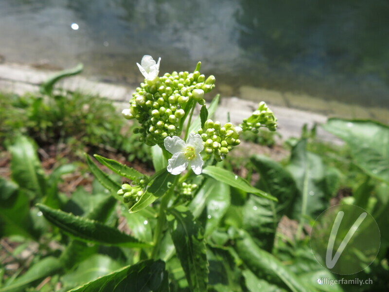Meerrettich: Blüten