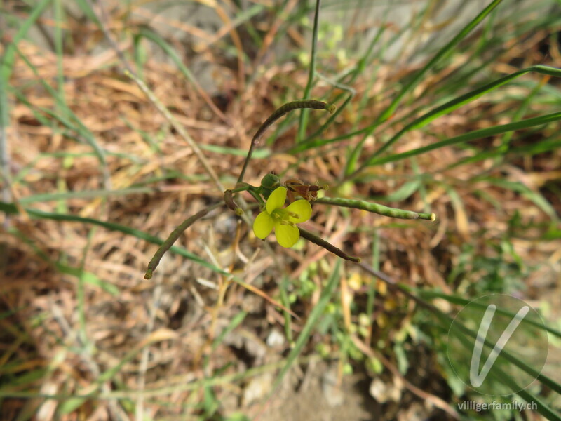 Mauer-Doppelsame: Blüten