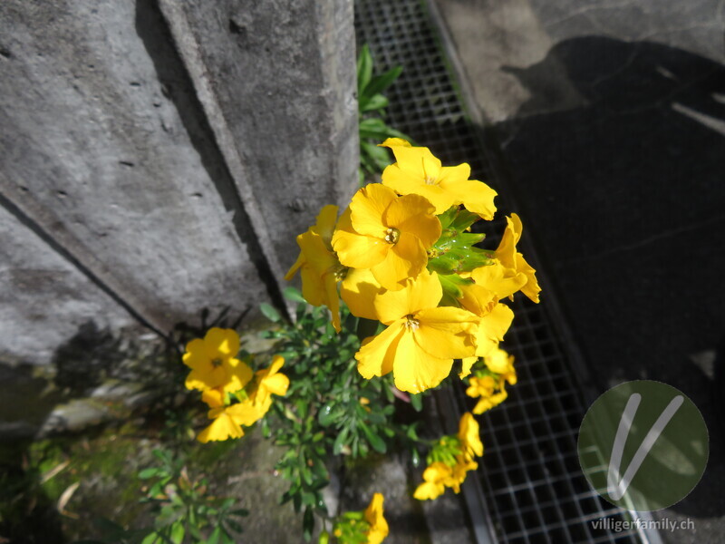 Goldlack: Blüten