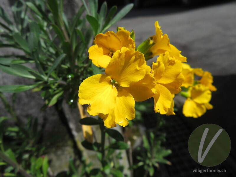 Goldlack: Blüten