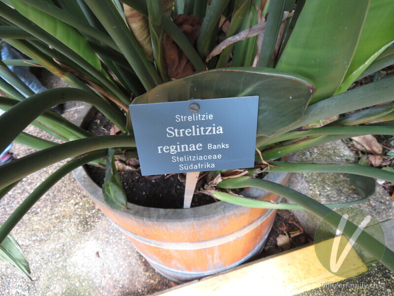 Paradiesvogelblume: Namensschild