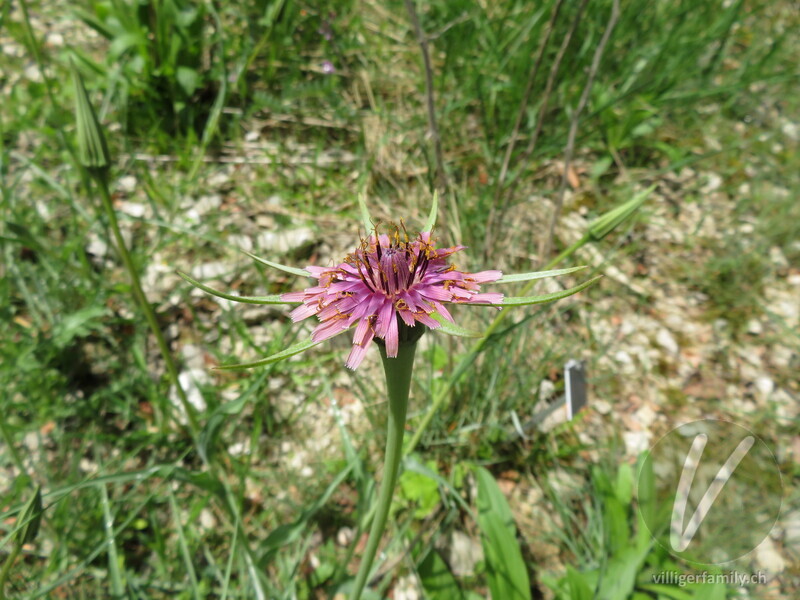 Haferwurzel: Blüten
