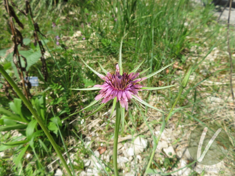 Haferwurzel: Blüten
