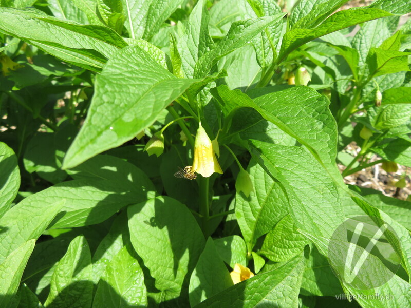 Krainer Tollkraut: Blüten