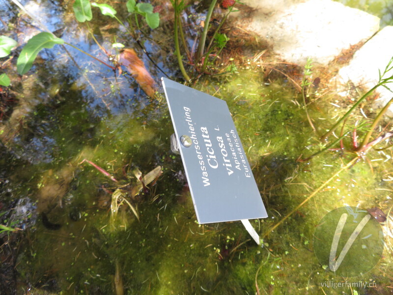 Wasserschierling: Namensschild