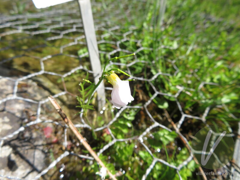 Moor-Wiesen-Schaumkraut: Blüten
