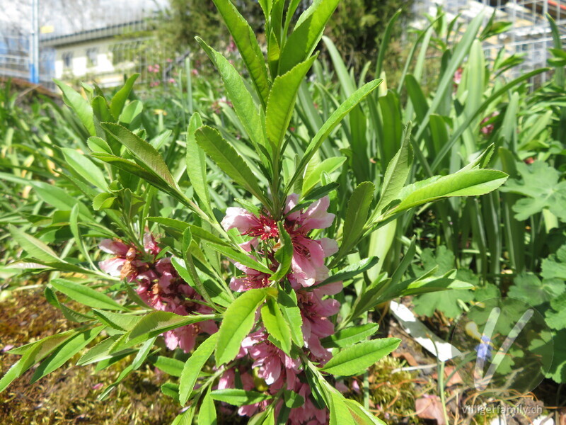 Zwerg-Mandel: Blüten
