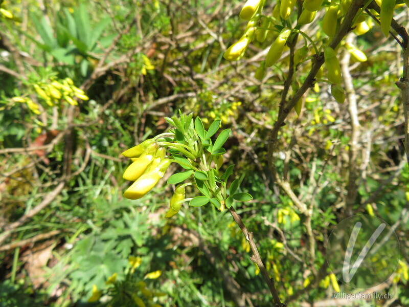 Bergamasker Geissklee: Blüten, Blätter