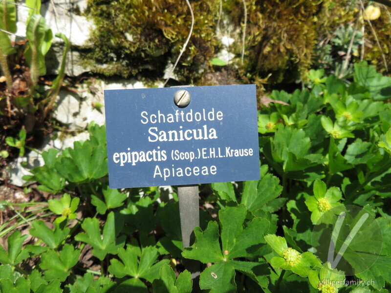 Schaftdolde: Namensschild