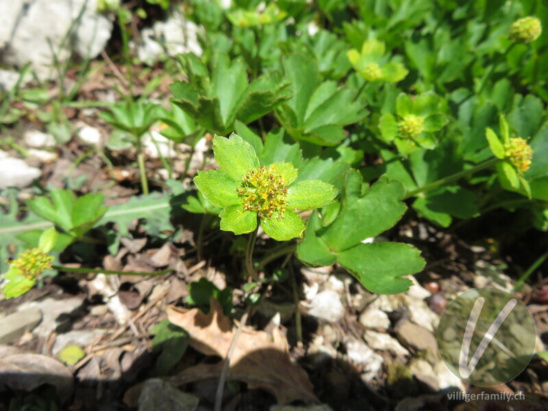 Schaftdolde: Blüten