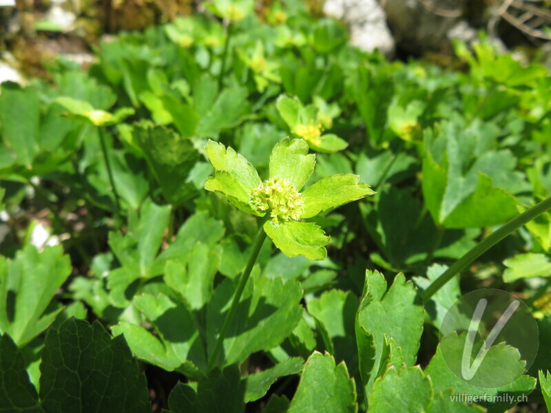 Schaftdolde: Blüten