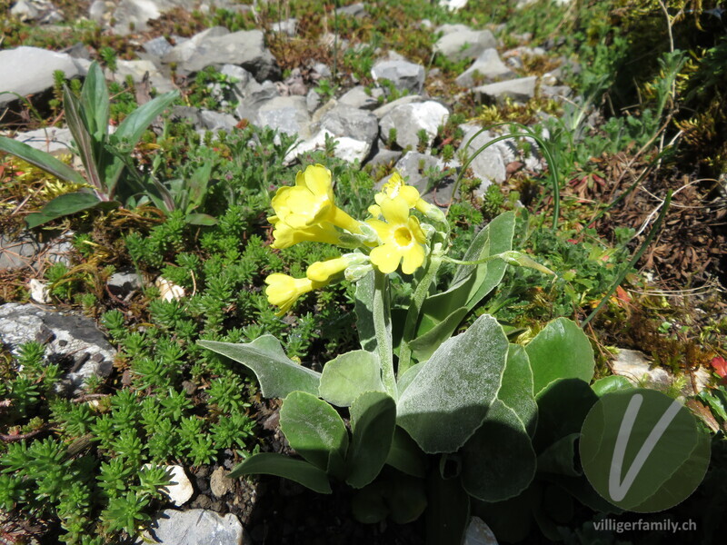 Aurikel: Blüten