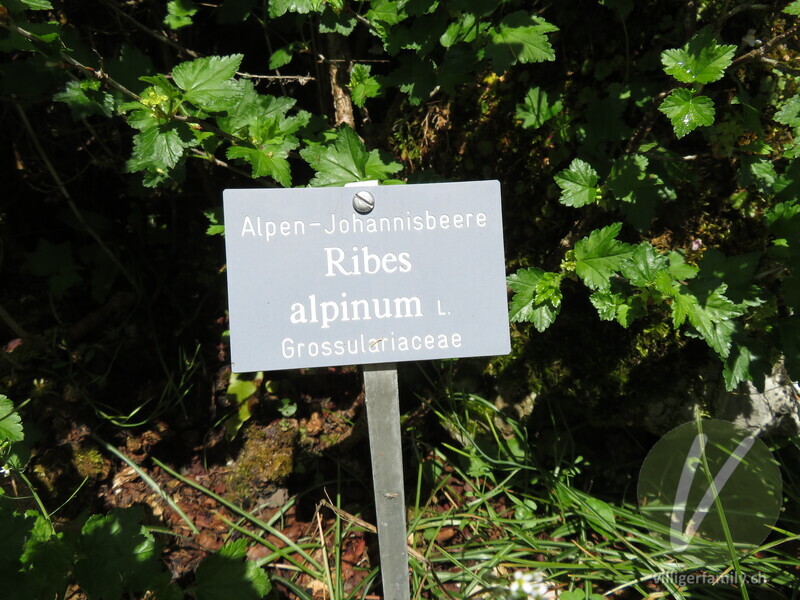Alpen-Johannisbeere: Namensschild