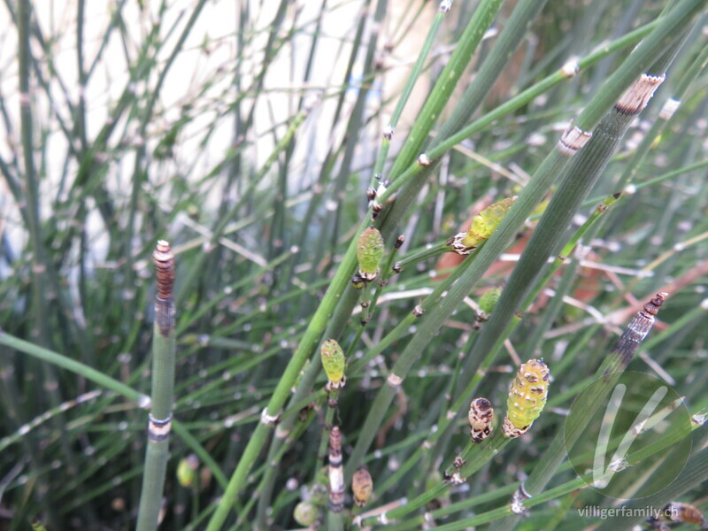 Winter-Schachtelhalm: Blüten, Stengel