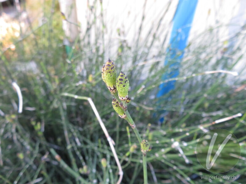 Winter-Schachtelhalm: Blüten