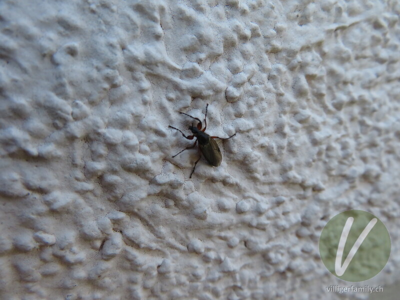 Haarmücke (Bibio femoralis): 