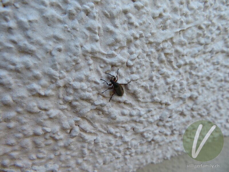 Haarmücke (Bibio femoralis): 