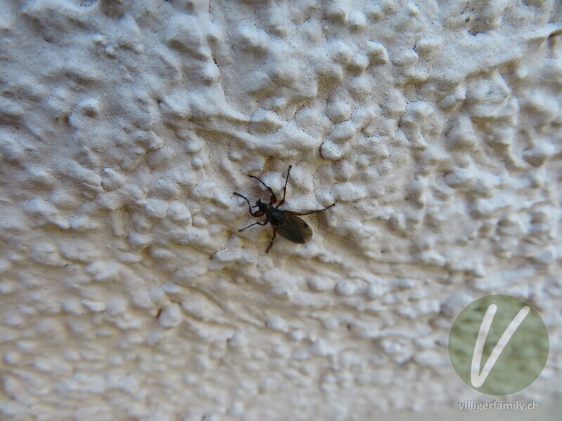 Haarmücke (Bibio femoralis): 