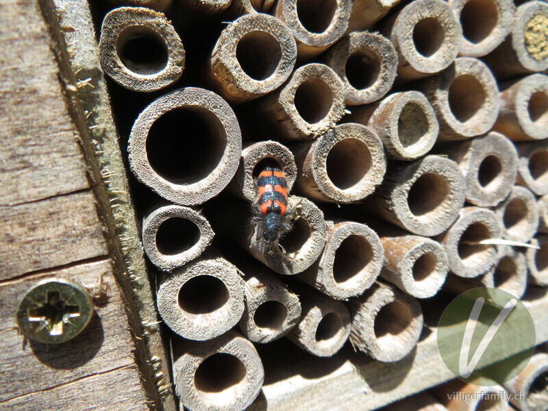 Zottiger Bienenkäfer: 