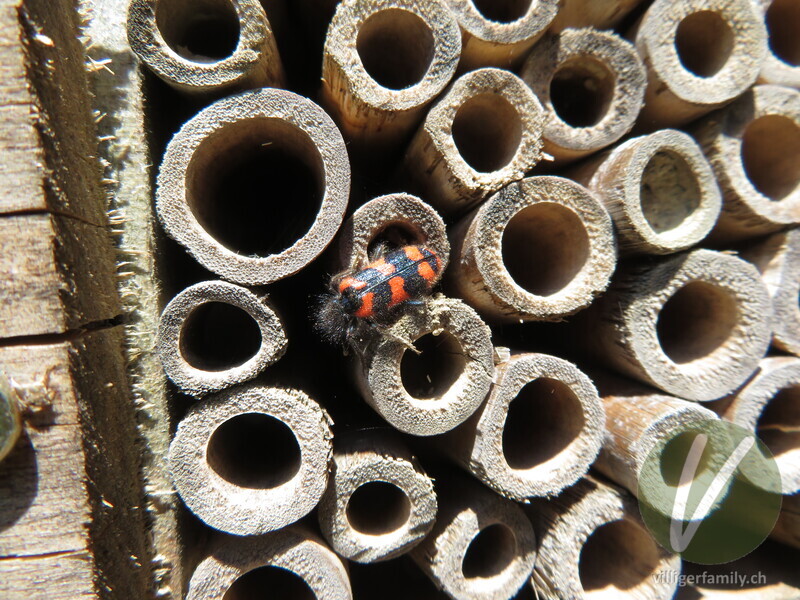 Zottiger Bienenkäfer: 