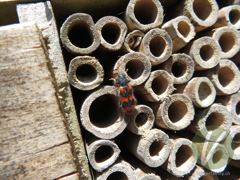 Zottiger Bienenkäfer: 