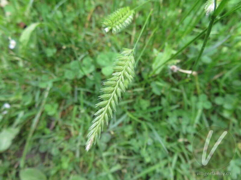 Wiesen-Kammgras: Blüten