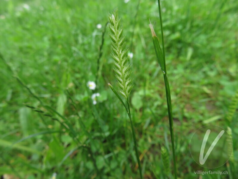 Wiesen-Kammgras: Blüten