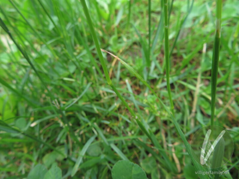 Wiesen-Kammgras: Stengel