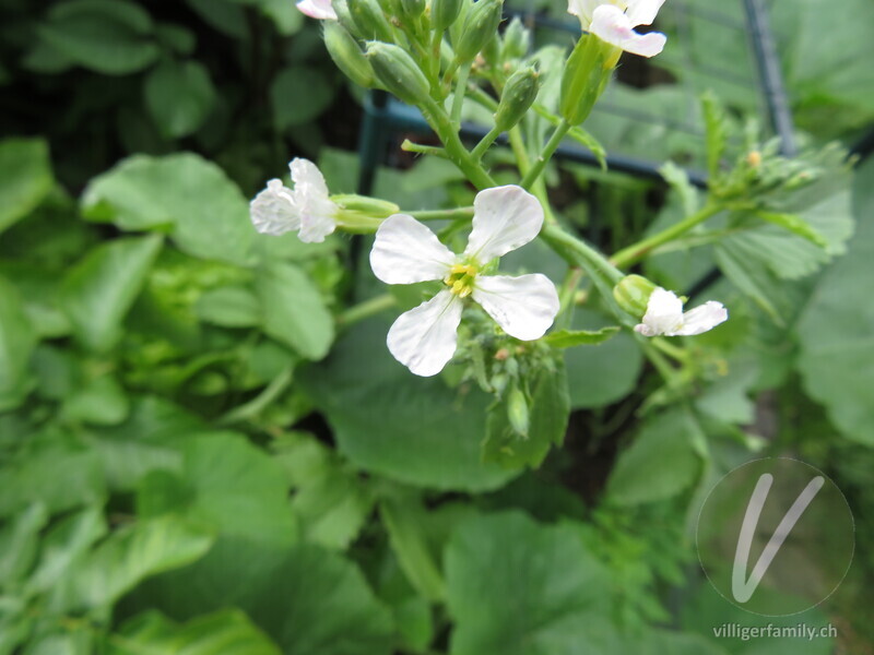 Garten-Rettich: Blüten