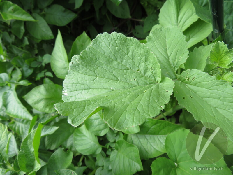 Garten-Rettich: Blätter
