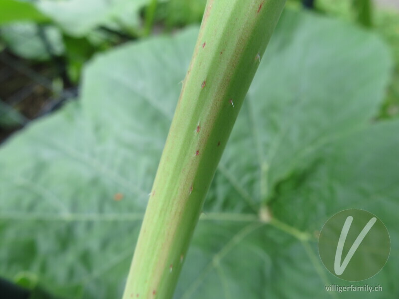 Garten-Rettich: Stengel