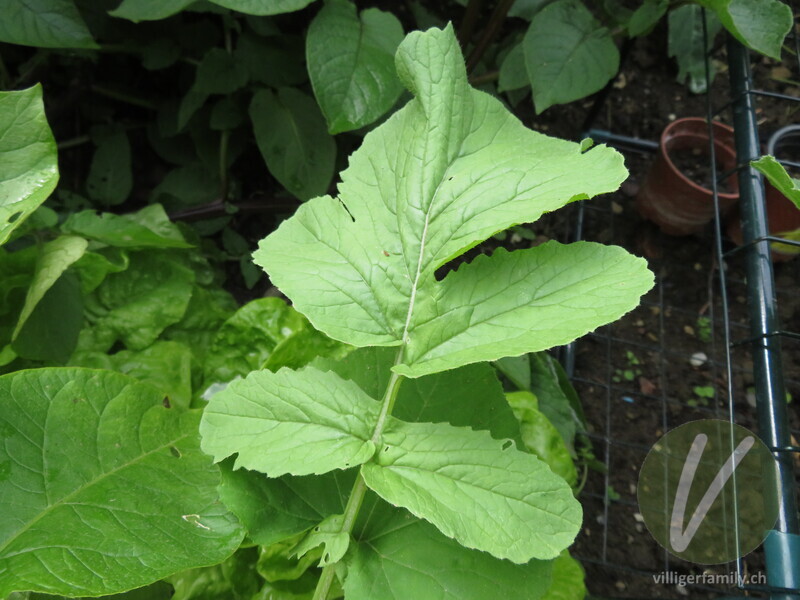 Garten-Rettich: Blätter