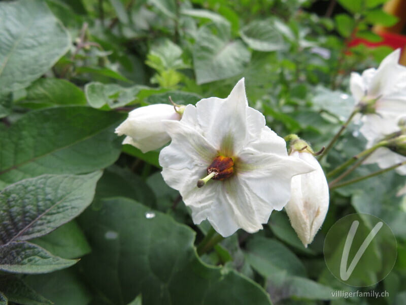 Kartoffel: Blüten